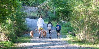 Three people and two dogs shown from behind walking down a stone path into a park