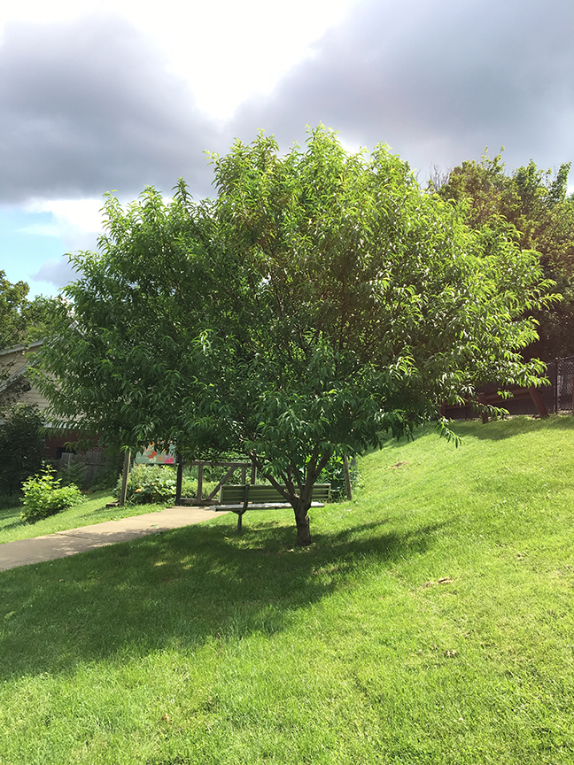 Peach Mt. Lebanon, PA