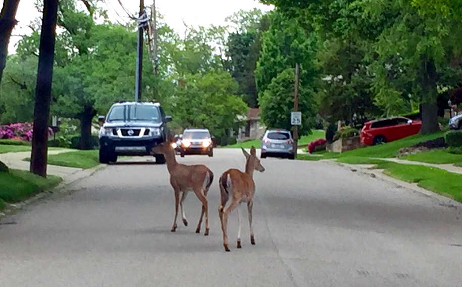 Deer walking in a road with cars around them