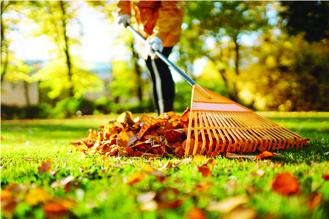 A rake is pulled through a pile of fallen leaves