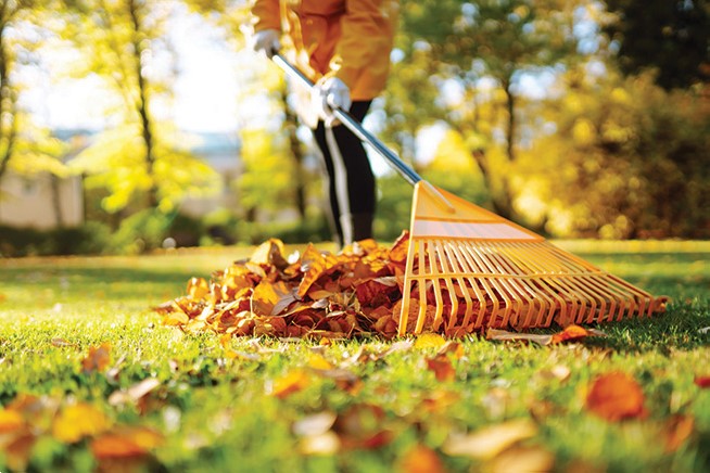 A rake collects fall leaves against the grass